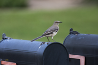 Northern Mockingbird 7142
